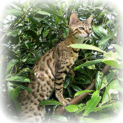 Bengal kittens for sale